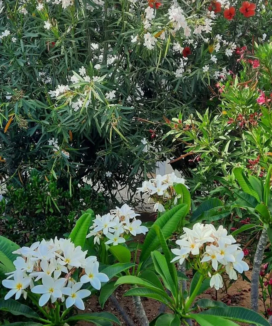 公寓 Villa Pretty 阿尔曼萨